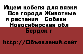 Ищем кобеля для вязки - Все города Животные и растения » Собаки   . Новосибирская обл.,Бердск г.